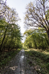 path in the forest