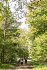 Obraz premium walk in the woods