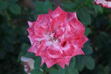 A bouquet of Moroccan gardens, beautiful flowers, love, colors, perfume,