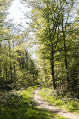 Obraz premium footpath in the forest