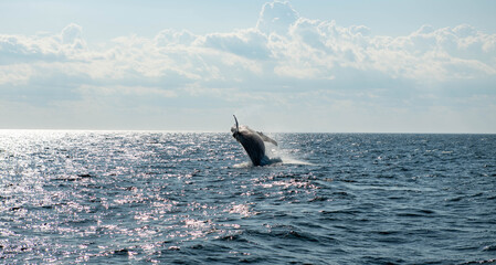Fototapeta premium Whale in the Atlantic Ocean