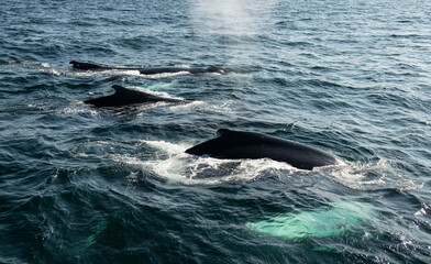Fototapeta premium Whale in the Atlantic Ocean