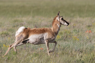 Female Pronghorn Antelope on the Open Prairie of Colorado