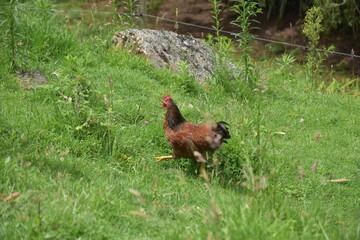 Gallo, ave de corral en ambiente natural al aire libre, gallina colorada con plumas