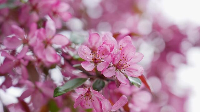 Real beautiful rain drops of transparent rain water on spring pink flowers isolated on morning blue sky. Spring season and beauty of nature concept. Natural 4k video bokeh background, free space