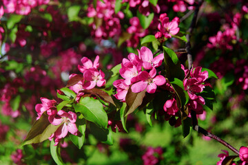 Blossoming pink apple tree. Ornamental malus or crab apple-tree in bloom. Spring background. Blossom time.