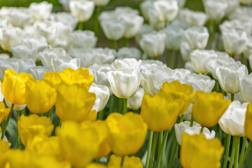 Multi-colored bright tulips blossom in a sunny park. Genus of perennial herbaceous bulbous plants of the family Liliaceae