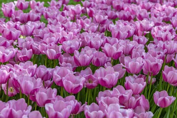 Obraz premium Multi-colored bright tulips blossom in a sunny park. Genus of perennial herbaceous bulbous plants of the family Liliaceae