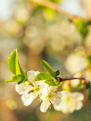 Spring summer blooming flower background. Selective focus of beautiful branches of white Cherry blossoms on the tree on light blue sky background in sunlight. Gardening. Banner Hello May. Copy space
