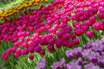 Multi-colored bright tulips blossom in a sunny park. Genus of perennial herbaceous bulbous plants of the family Liliaceae