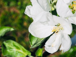 White blossoming apple trees in the sunny light. Close up. Macro. Summer spring flowers background. Enjoying nature.