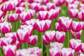 Obraz premium Multi-colored bright tulips blossom in a sunny park. Genus of perennial herbaceous bulbous plants of the family Liliaceae