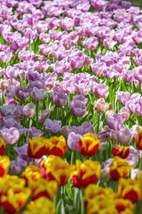 Fototapeta premium Multi-colored bright tulips blossom in a sunny park. Genus of perennial herbaceous bulbous plants of the family Liliaceae