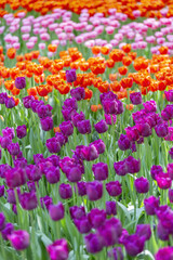 Multi-colored bright tulips blossom in a sunny park. Genus of perennial herbaceous bulbous plants of the family Liliaceae