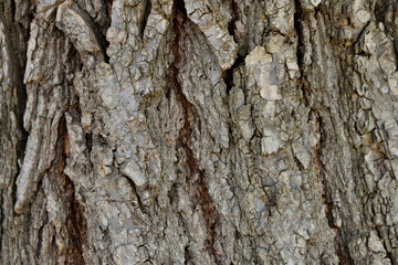 bark of a tree