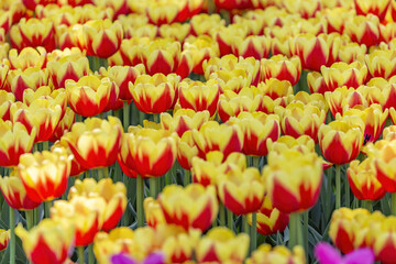 Multi-colored bright tulips blossom in a sunny park. Genus of perennial herbaceous bulbous plants of the family Liliaceae