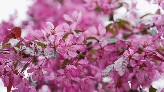 Real beautiful rain drops of transparent rain water on spring pink flowers isolated on morning blue sky. Spring season and beauty of nature concept. Natural 4k video bokeh background, free space