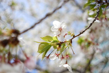 桜の花　開花