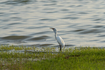 white egret bird eating fish in mouth at riverside, bird standing on green grasses near river