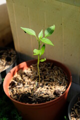 Close up of chili pepper plant in the home garden.