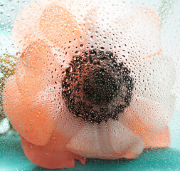 Fototapeta premium Orange color anemone flower behind wet glass. Floral concept macro background