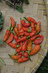 Harvesting chili pepper in the garden.