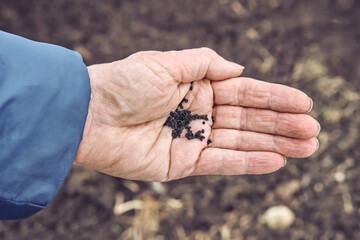 Senior woman holds small black seeds of basil on wrinkled palm above soil in kitchen garden on spring day close upper view