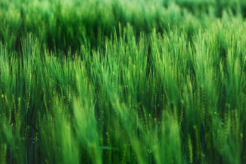 Fototapeta na wymiar Cultivated green wheat plantation field
