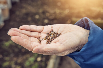 Senior woman holds small radish seeds on wrinkled palm above soil in kitchen garden on spring day close upper view