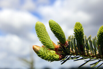 Tannentriebe, Fir shoot