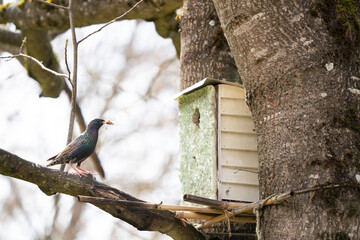 Star vor Vogelhaus auf Baum ist im Begriff seinen Nachwuchs zu füttern