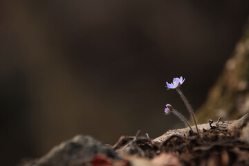 small wildflowers blooming in spring