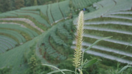 Flower grass plant with green onion plantation background