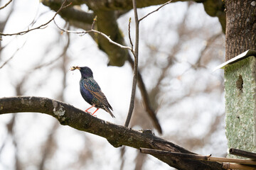 Star vor Vogelhaus auf Baum ist im Begriff seinen Nachwuchs zu füttern
