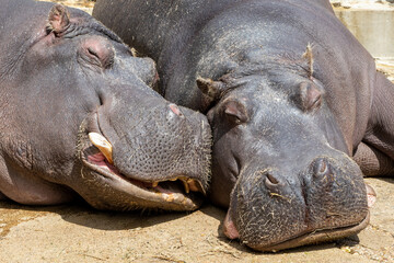 Fototapeta premium The two Hippopotamuses sleep together in the sun.
