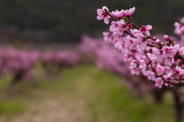 A branch with a peach blossom. In the spring, peach trees bloom in the garden. Spring background.