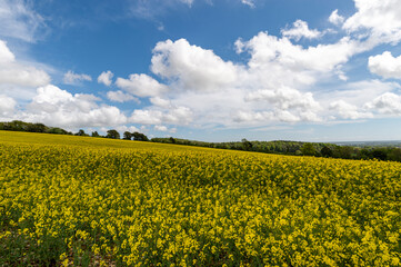 Yellow rapeseed field in the West Sussex countryside.