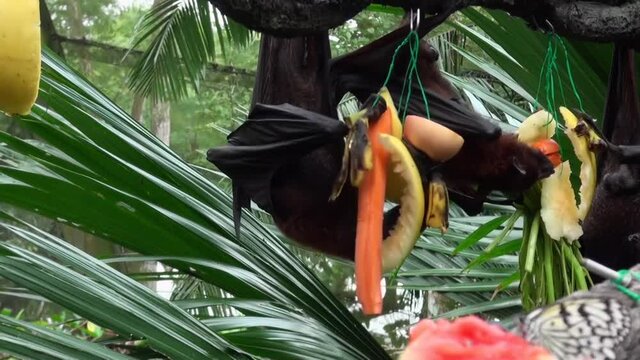 Flying fox, fruit bat, eating fruit hanging upside down from the top of a tree at singapore zoo.