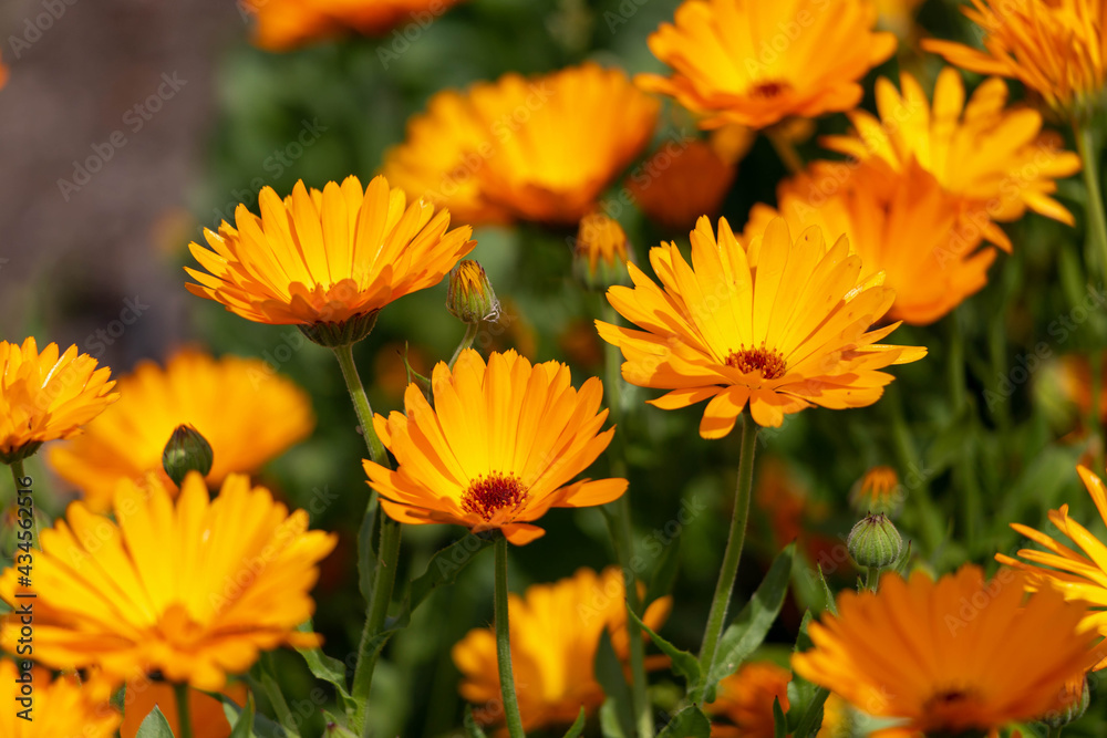 Wall mural Selective focus of Calendula officinalis with orange petals blossom, Pot marigold flowers with warm yellow colour in the garden, Nature floral background.