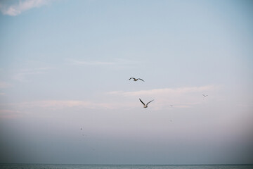 Seagull flying in blue evening sky at sea coast. Sea birds in  sunset sky at seashore. Calm peaceful moment. Summer evening. Sea gull
