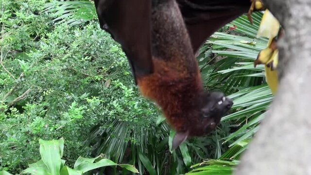 Flying fox, fruit bat, eating fruit hanging upside down from the top of a tree at singapore zoo.