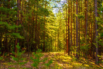 Fototapeta na wymiar cedar forest and taiga in Siberia Russia 