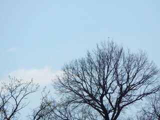 tree against sky