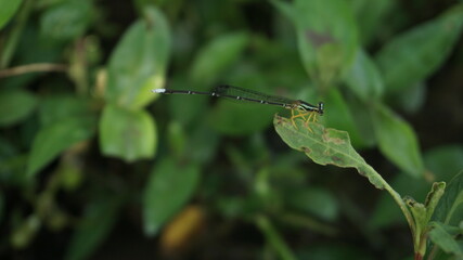 A needle dragonfly is perching on green leaf 