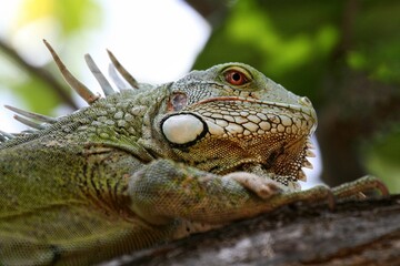 iguana on tree