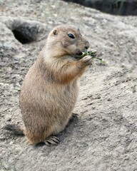 prairie dog eating