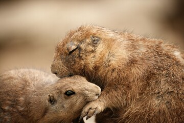 Prairie dogs