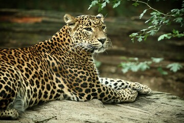 Obraz premium leopard