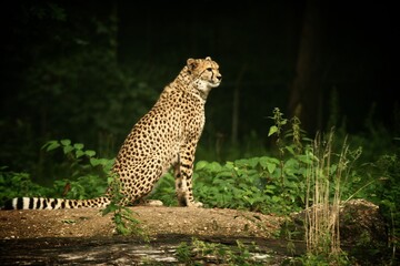 Fototapeta na wymiar cheetah sitting on the grass