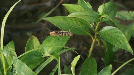 A caterpillar walking on a leaf 